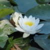 Nympheas